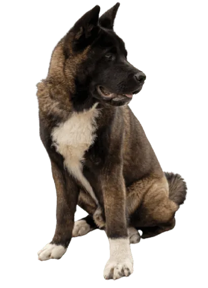 Amerikanischer Akita