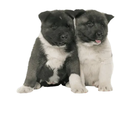 Amerikanischer Akita