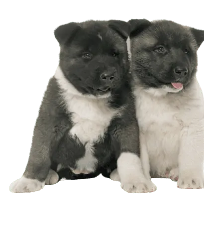 Amerikanischer Akita