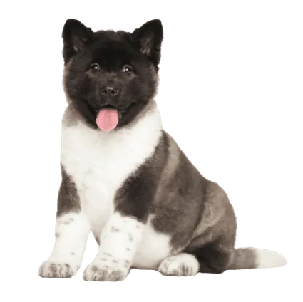Amerikanischer Akita