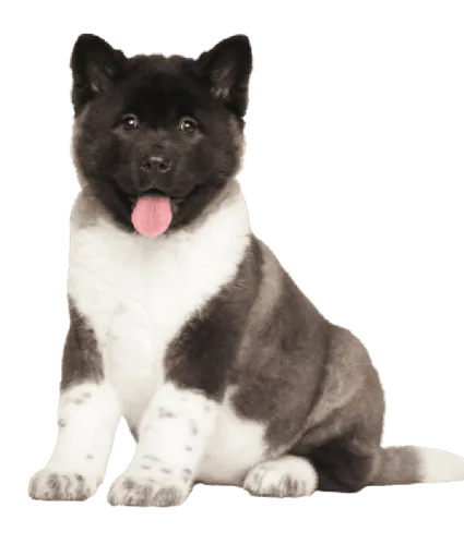 Amerikanischer Akita