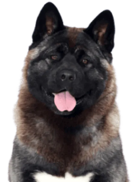 Amerikanischer Akita