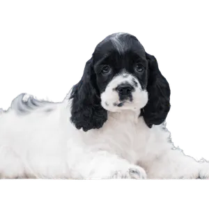 Amerikanischer Cocker Spaniel