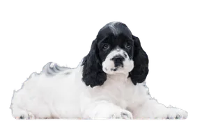 Amerikanischer Cocker Spaniel