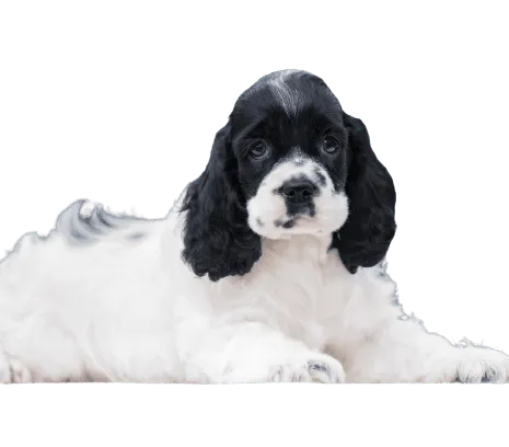 Amerikanischer Cocker Spaniel