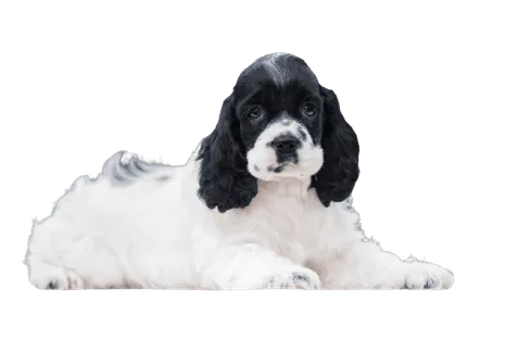 Amerikanischer Cocker Spaniel