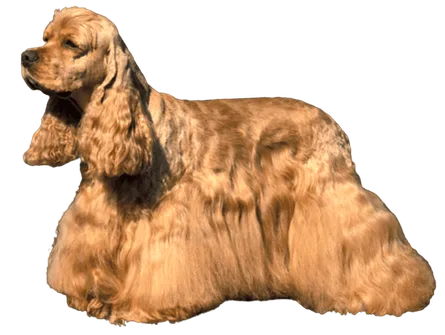 Amerikanischer Cocker Spaniel