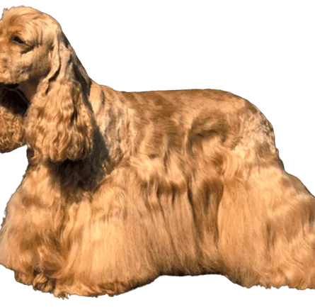 Amerikanischer Cocker Spaniel