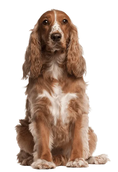 Amerikanischer Cocker Spaniel