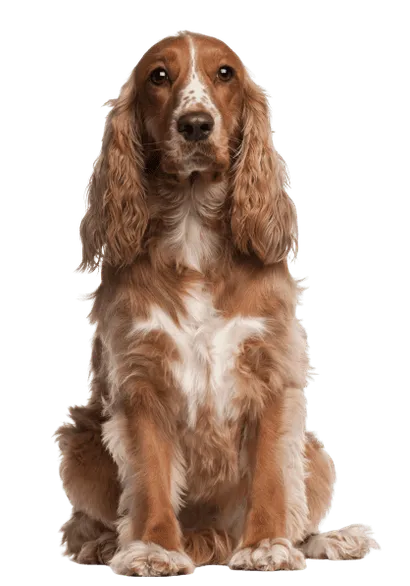 Amerikanischer Cocker Spaniel