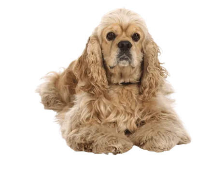 Amerikanischer Cocker Spaniel
