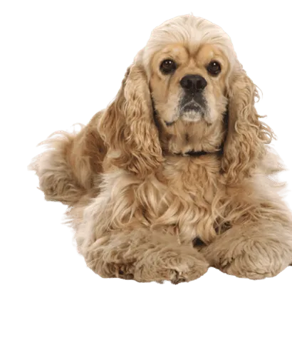 Amerikanischer Cocker Spaniel