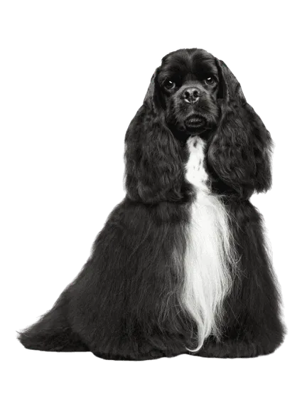 Amerikanischer Cocker Spaniel