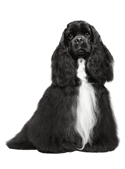 Amerikanischer Cocker Spaniel