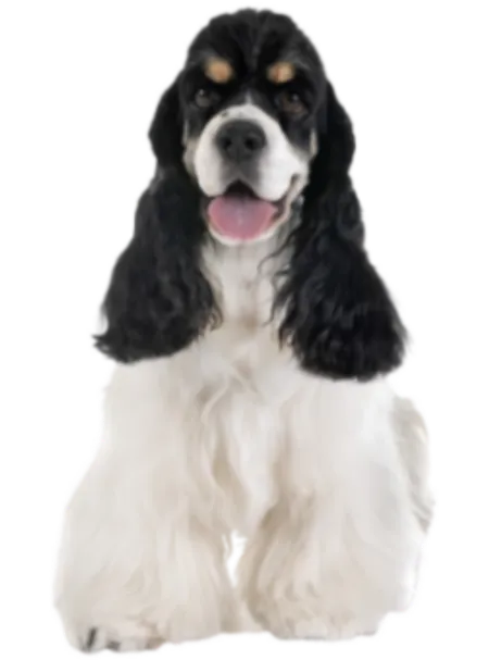 Amerikanischer Cocker Spaniel