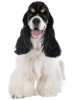 Amerikanischer Cocker Spaniel