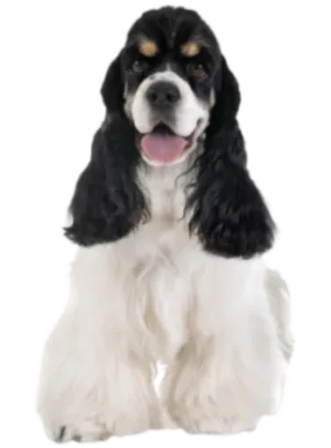 Amerikanischer Cocker Spaniel