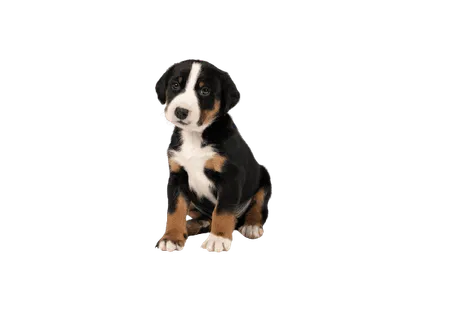 Appenzeller Sennenhund (4)