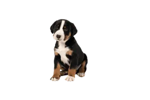 Appenzeller Sennenhund (4)