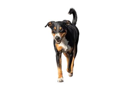 Appenzeller Sennenhund (5)