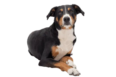 Appenzeller Sennenhund (7)