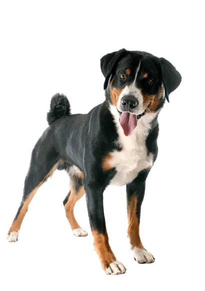 Appenzeller Sennenhund (1)