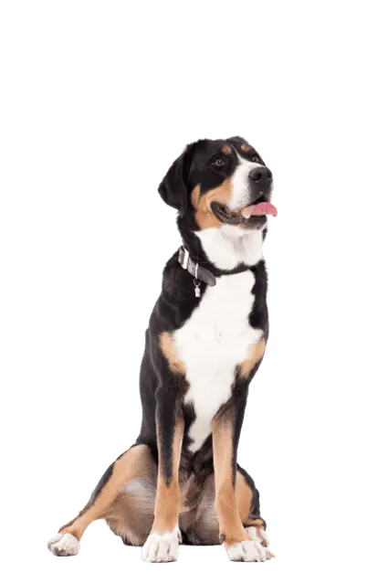 Appenzeller Sennenhund (6)