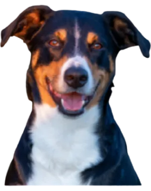 Appenzeller Sennenhund