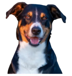 Appenzeller Sennenhund