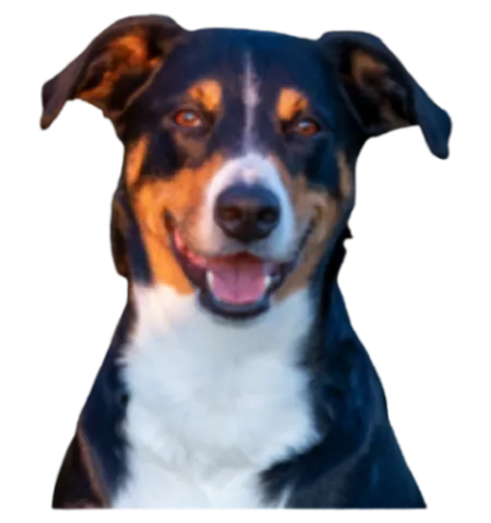 Appenzeller Sennenhund