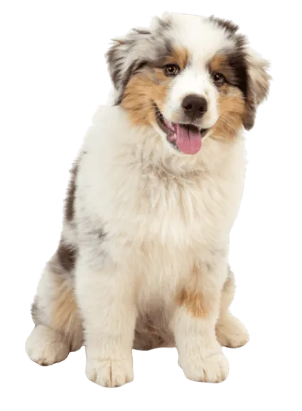 Australian Shepherd - Herkunft und Geschichte