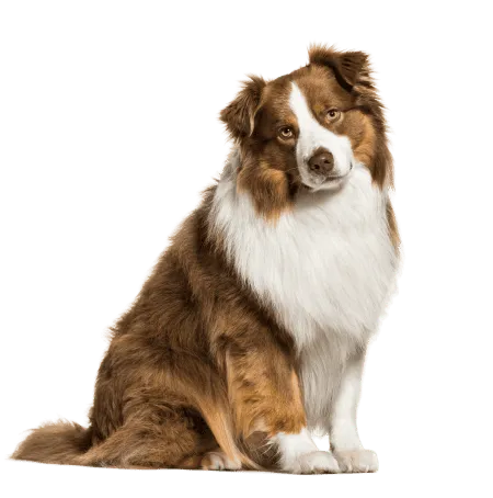Australischer Schäferhund Rassebild