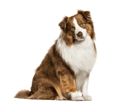 Australischer Schäferhund Rassebild