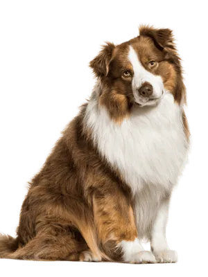 Australischer Schäferhund Rassebild