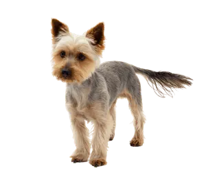 Australian Silky Terrier (4)