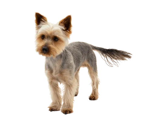 Australian Silky Terrier (4)