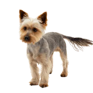 Australian Silky Terrier (4)