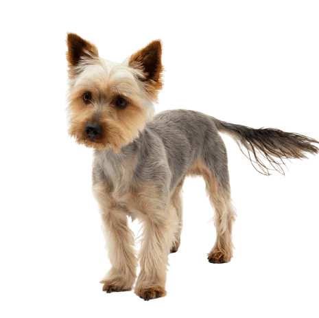 Australian Silky Terrier (4)