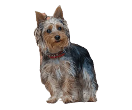 Australian Silky Terrier (3)
