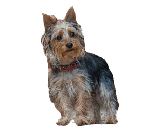 Australian Silky Terrier (3)