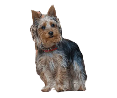 Australian Silky Terrier (3)