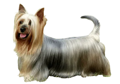 Australian Silky Terrier (2)