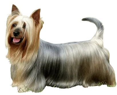 Australian Silky Terrier (2)