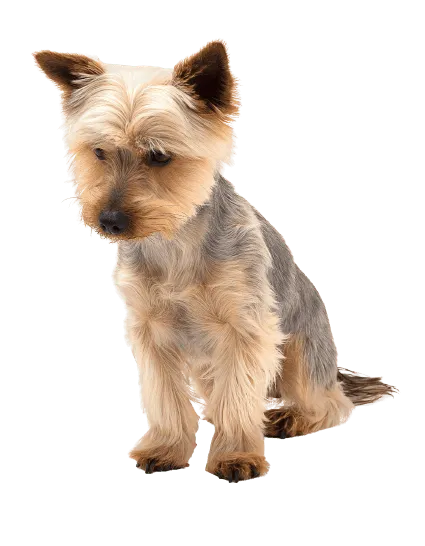 Australian Silky Terrier (5)