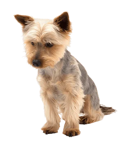 Australian Silky Terrier (5)