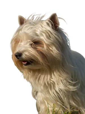 Australian Silky Terrier
