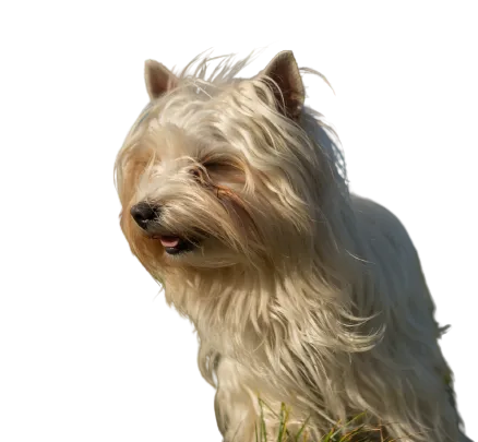 Australian Silky Terrier