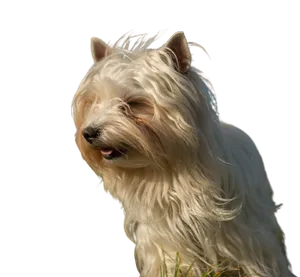 Australian Silky Terrier