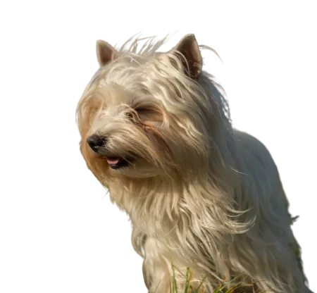 Australian Silky Terrier