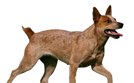 Australian Stumpy Tail Cattle Dog
